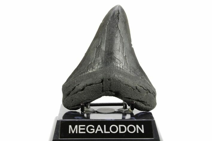 Fossil Megalodon Tooth - South Carolina #362431